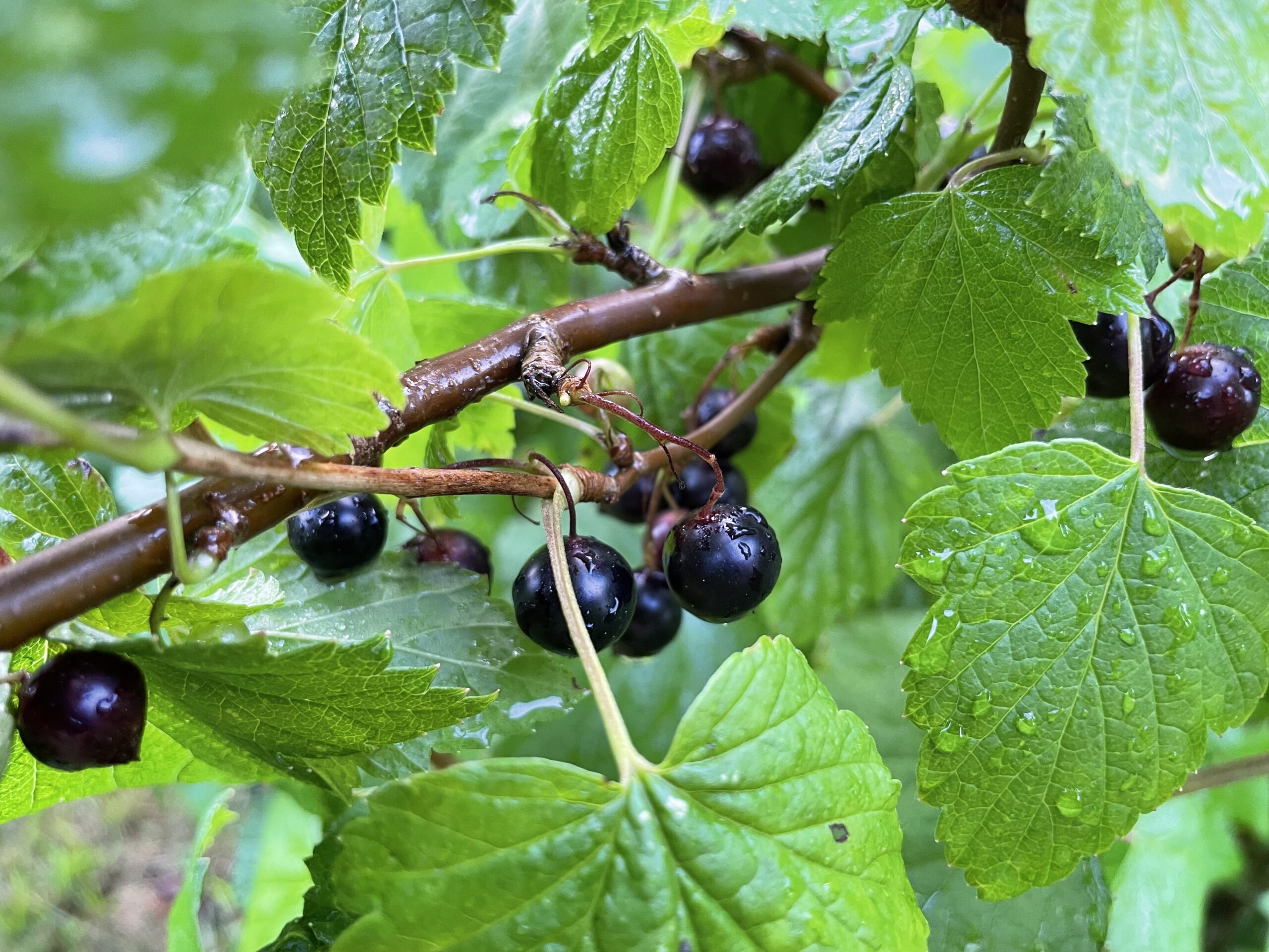 Eat berries with anthocyanins this summer Food Pharmacy
